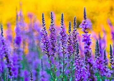 谜之新游“异能X学园RPG”揭晓 日本一新作《Xicatrice》